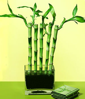  Kars iek , ieki , iekilik  Good Harmony Lucky Bamboo camda