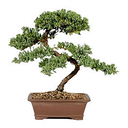 ithal bonsai saksi iegi  Kars cicekciler , cicek siparisi 